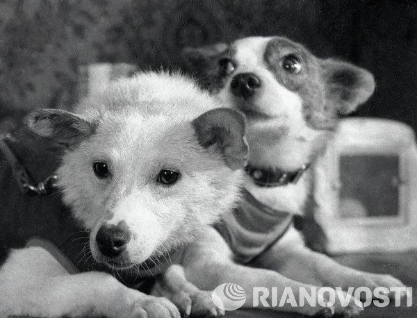 Belka & Strelka, Anjing Pertama yang Pulang Selamat dari Luar Angkasa