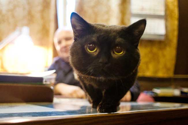 Kucing, Tikus, Beruang, Inilah  ‘Marinir Berbulu’ Rusia