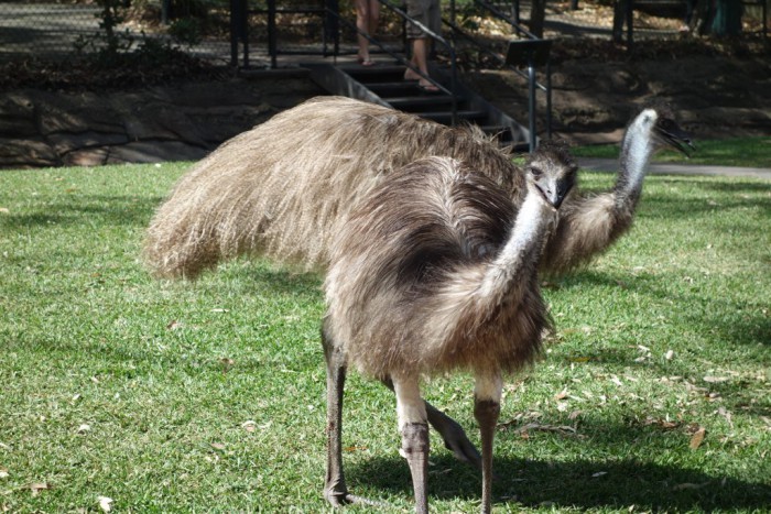 Percaya Atau Tidak, Pasukan Australia Pernah Kalah dengan Burung Onta