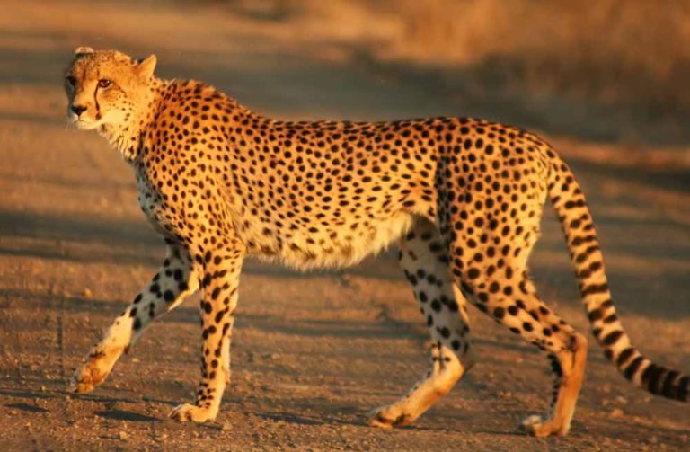 Angkatan Udara Afrika Selatan Gunakan Cheetah untuk Lindungi Pesawat