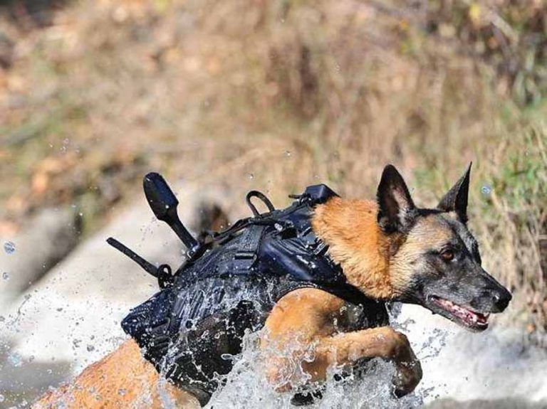 Hanya 1% yang Lolos Jadi Anjing Navy SEAL