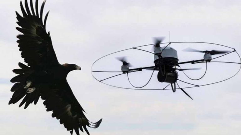 Elang Melawan Drone? Ini Sangat Berbahaya