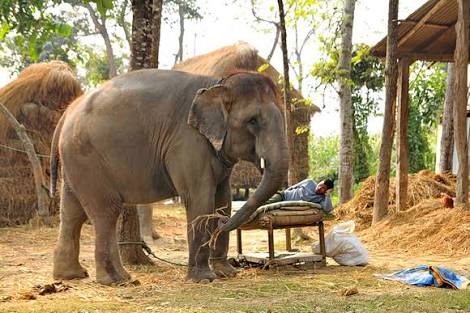 100 Gajah Nepal Cuti untuk Piknik