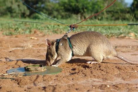 Buru Ranjau, Tanzania Kirim 16 Tikus ke Kamboja