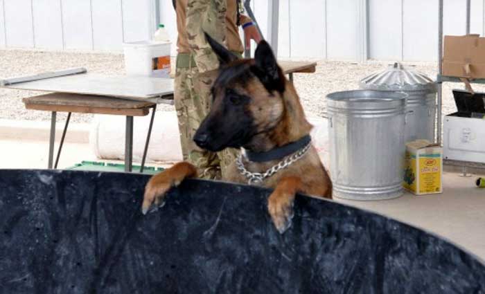 Dua Anjing Militer Angkatan Darat Inggris Selamat dari Suntik Mati