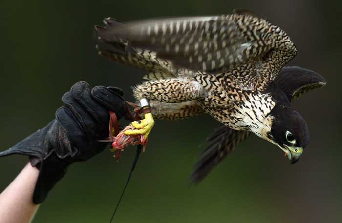 Elang Peregrine Menyerang Target Seperti Rudal dan Bisa Ditiru untuk Melawan Drone