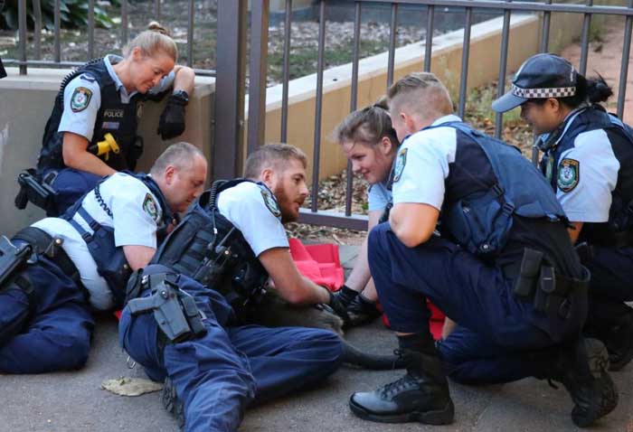 Bikin Kacau Lalu-Lintas, Polisi Australia Tahan Seekor Kanguru Kecil