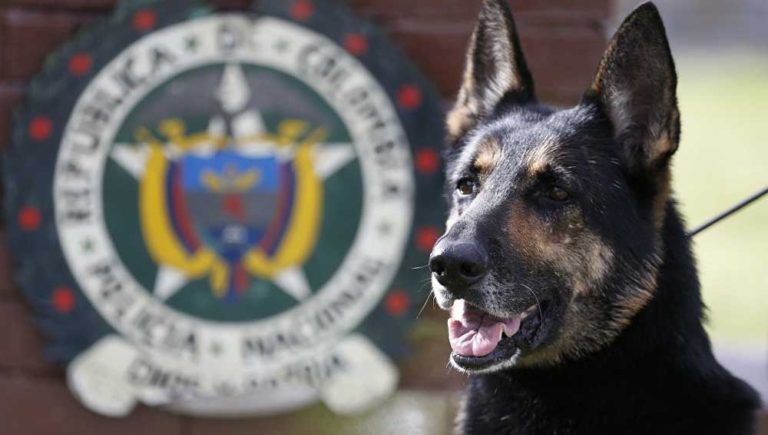 Kartel Narkoba Kolombia Siapkan Hadiah Rp1 Miliar Bagi Yang Bisa Membunuh Anjing Ini