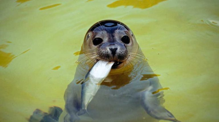 Kumis Anjing Laut Bisa Merevolusi Cara Memburu Kapal Selam