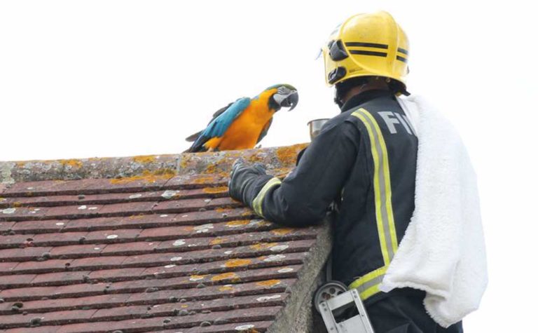 Burung Beo Kurang Ajar Ini Bikin Unit Pemadam Kebakaran London Dongkol Berat