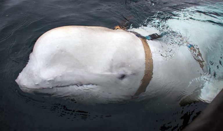 Beluga Misterius di Norwegia Kembali Bikin Kaget Banyak Orang