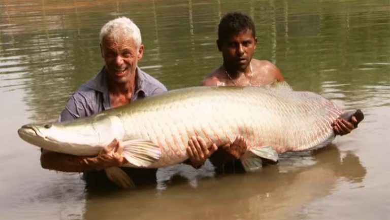 Tidak Mempan Digigit Piranha, USAF Teliti Kemampuan Ikan Ini