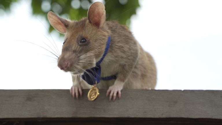 Magawa, Tikus Pahlawan Penemu 71 Ranjau Darat Pensiun